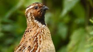 Batair Ki Mix Awaz Suba Ka Lia Quail Mix Sounds Batair Quail Quails Call For Dawn Call