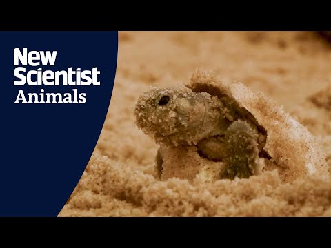 The world's largest turtle hatching event Instructional Video