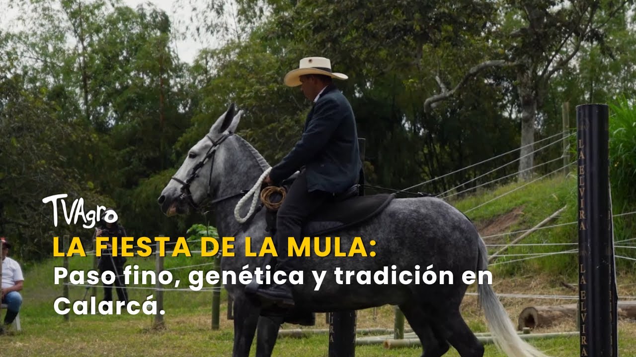 La Fiesta de la Mula: Paso fino, genética y tradición en Calarcá - TvAgro por Juan Gonzalo Angel