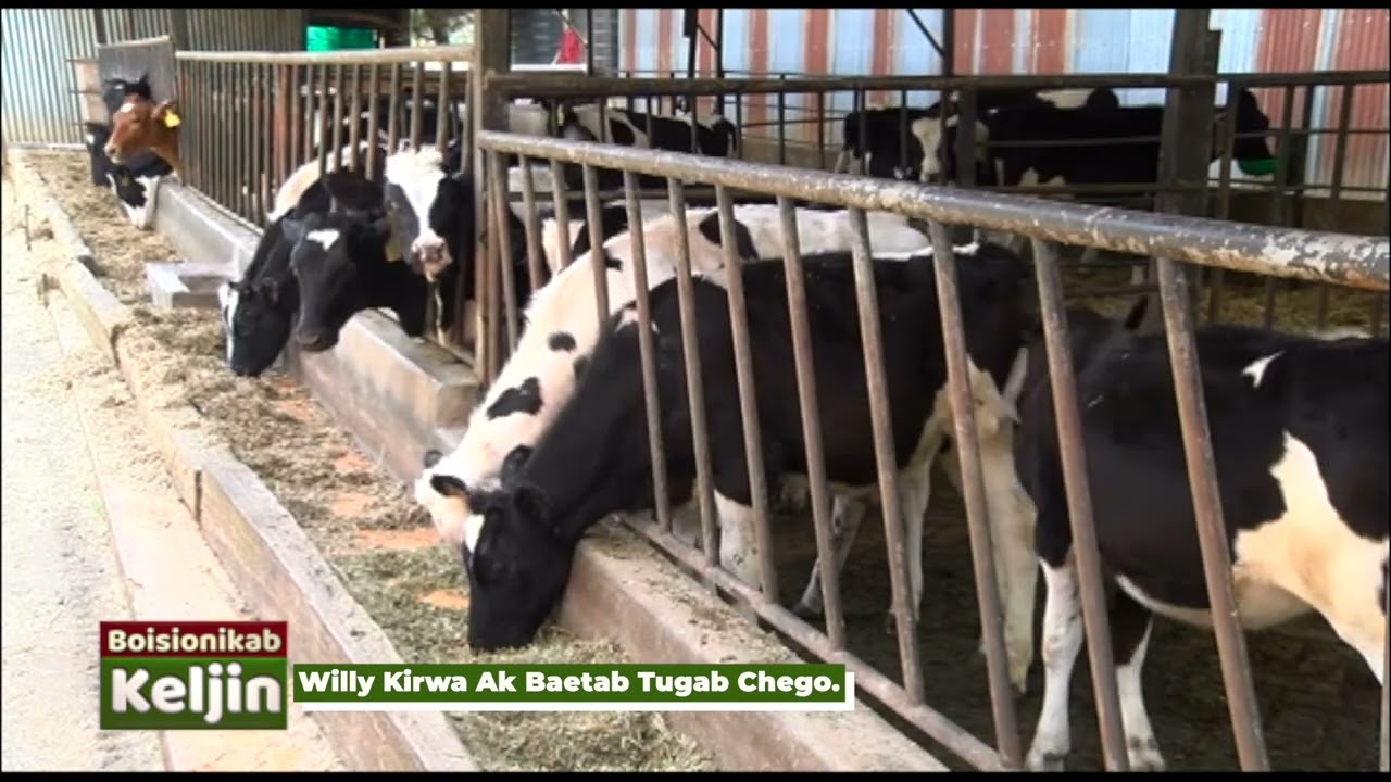 BOISIONIKAB KELJIN -WILLY KIRWA