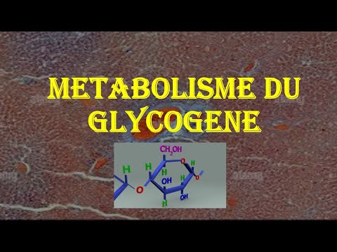 SYNTHESE DE GLYCOGENE : GLYCOGENOGENESE