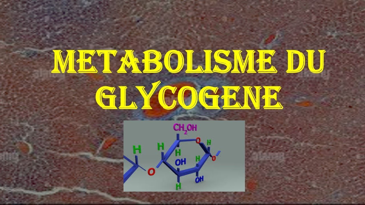 SYNTHESE DE GLYCOGENE : GLYCOGENOGENESE — Transcript