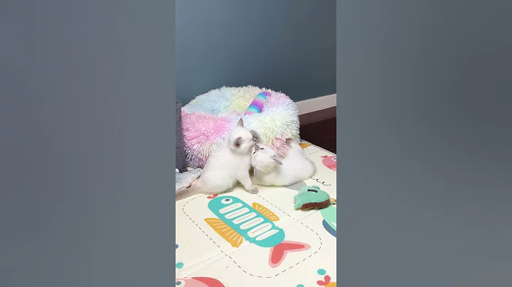 Watch the video about White kitten tenderly licks his sister #asmr #cute #cat #kitten #meow #funny