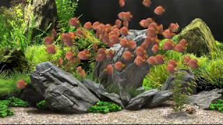 Dream Aquarium - Red Tiger Discus (4K)