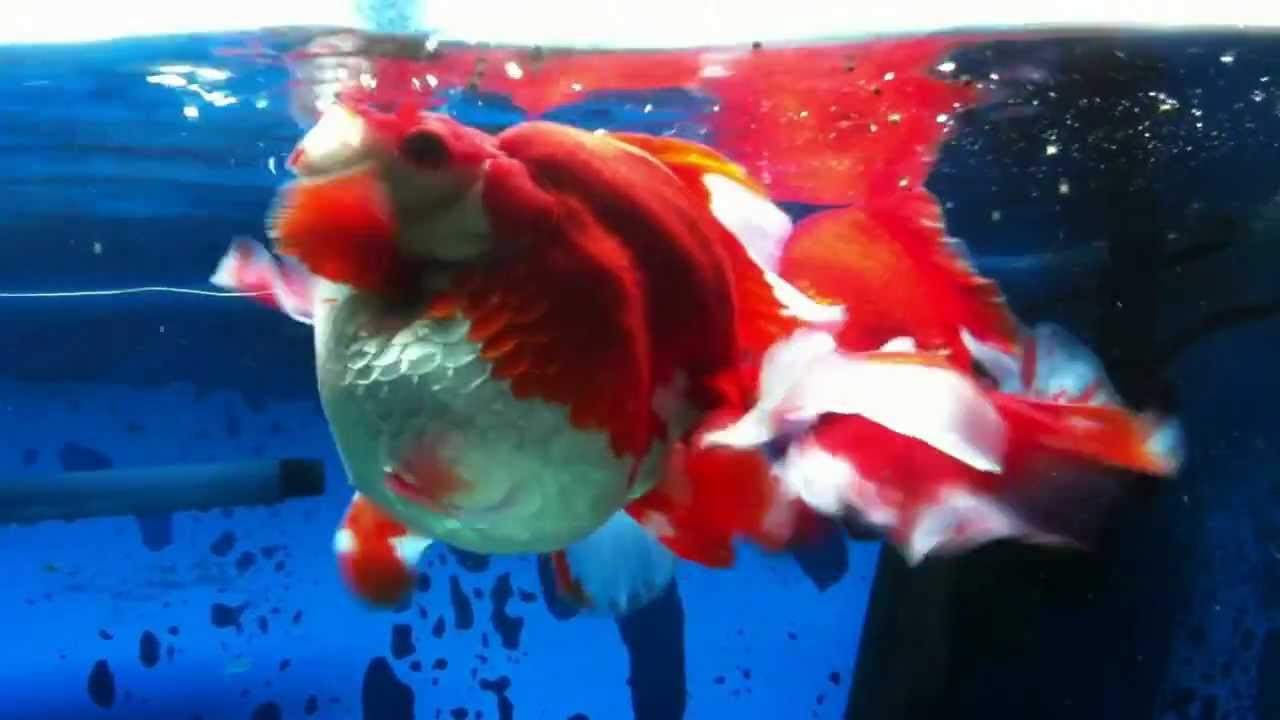 ただただ金魚が泳いでいる動画を集めた記事 長生きさせる金魚の飼い方