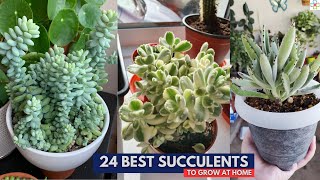 24 Best Succulents to Grow at Home