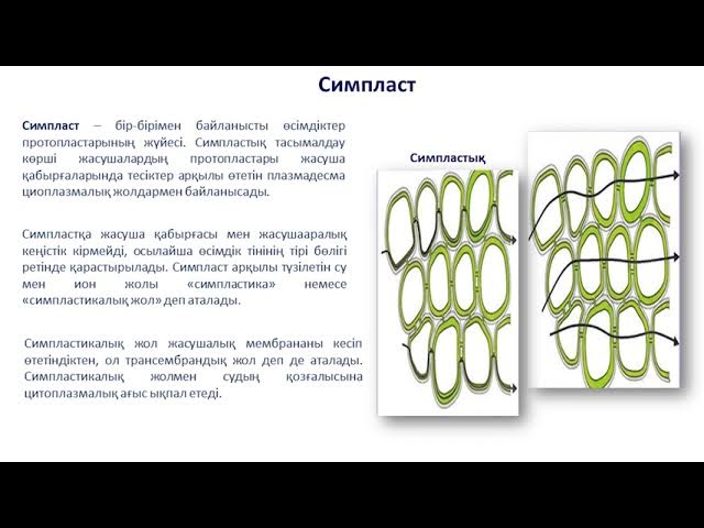 Онлайн порно: Әпкесі інісін туған күніне сыйлады