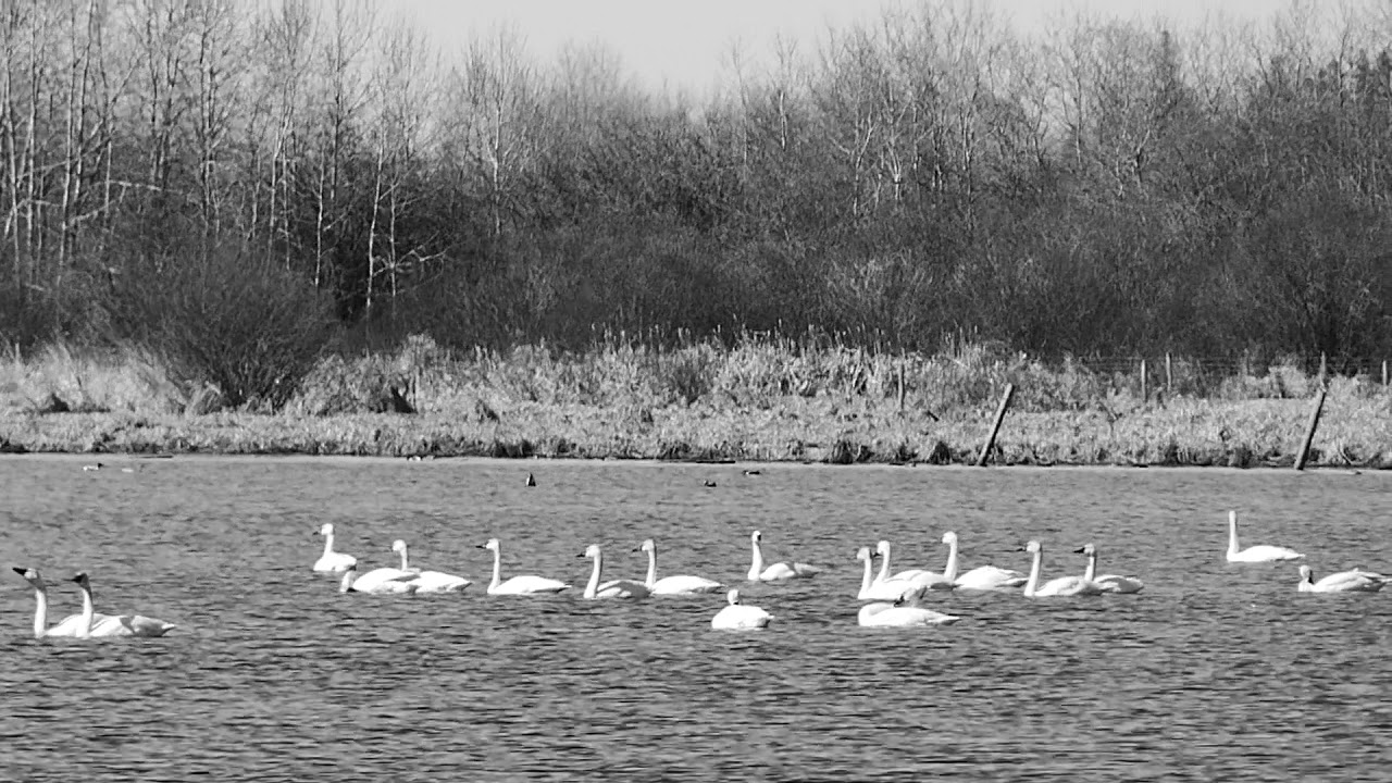 30-40 tundra swans in Murray Marsh