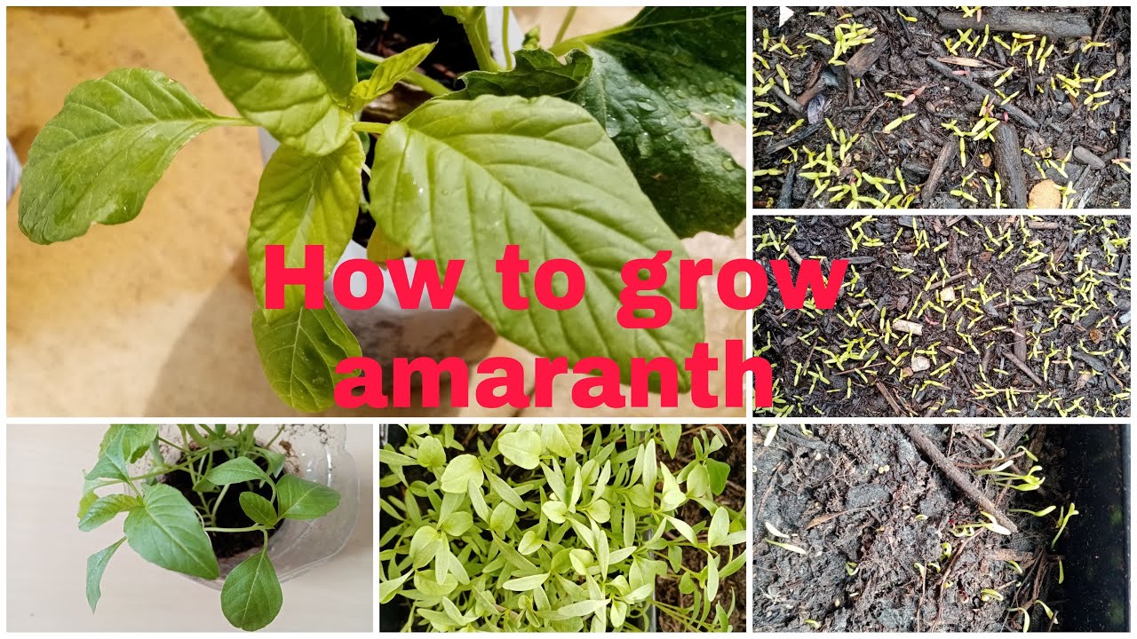 How to grow amaranth from seeds, uk telugu garden, uk india garden, uk