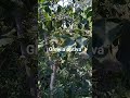 A small tree, it has a number of agro-forestry uses in Himachal Pradesh.