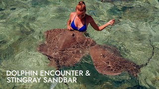 Dolphin Encounter with Stingray Sandbar | Shore Excursion | NCL
