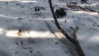 Bears Point of View ASMR crunching snow and sticks  #germanshepherd #snow #asmr by All Fur Dogs 14 views 2 months ago 3 minutes, 11 seconds