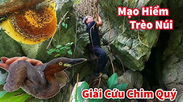 Hậu Cáo - Cứu Mạng Chim Quý Bị Dính Bẫy Và Trèo Núi Đá Săn Tổ Ong Khoái