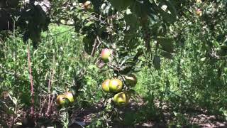 Pick your own farm | Copas farm | Copas pick your own farm | Copas farm in Iver