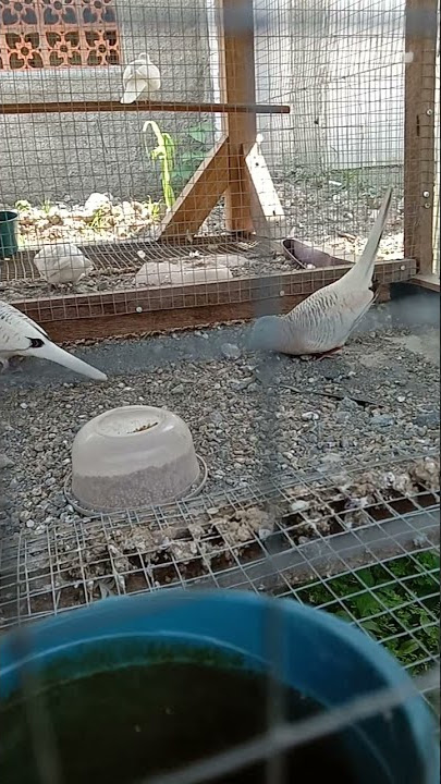 viral lagi, perkutut golden birahi bekur minta kawin