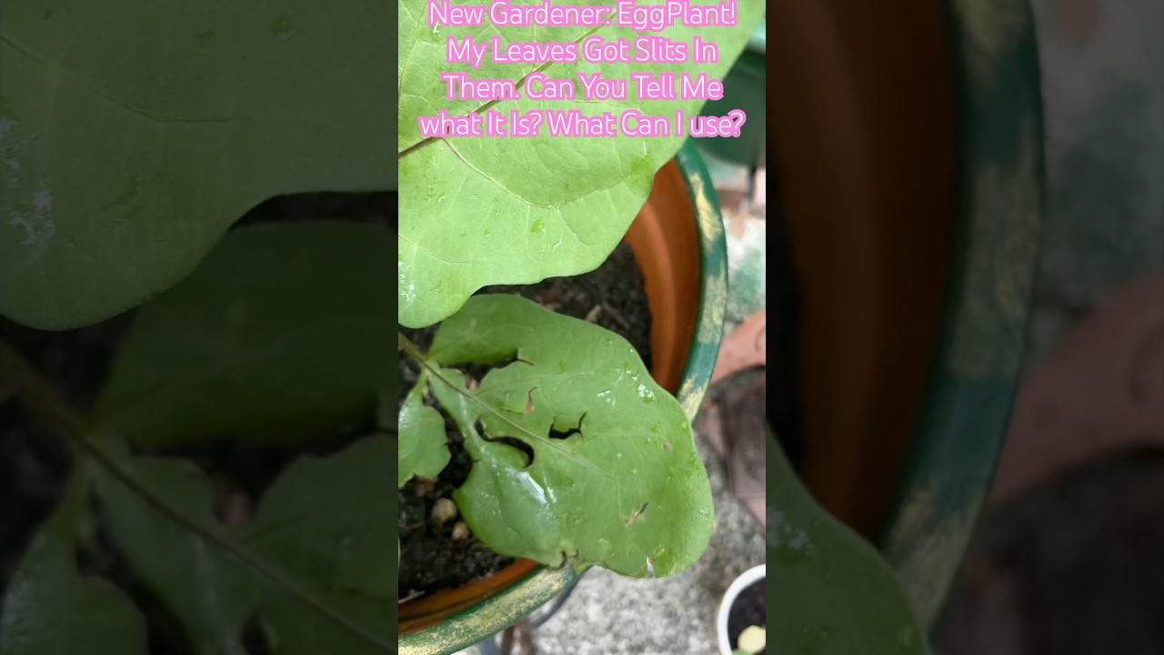 New Gardener Here Eggplant has Slits In Its Leaves What Is It? What Can I Use? 