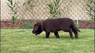Chocolate Labrador Puppy in Dubai @petholicksofficial 0528111169 #uaepets #puppiesindubai #dogs