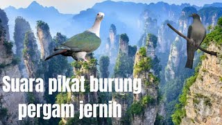 ⭕SUARA PIKAT BURUNG PERGAM JERNIH ❗❗ COCOK UNTUK NYANGGONG