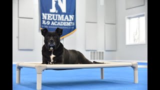 Ruby (Labrador Retriever Mix) Boot Camp Dog Training Video Demonstration by Neuman K-9 Academy, Inc. 71 views 2 months ago 8 minutes, 29 seconds