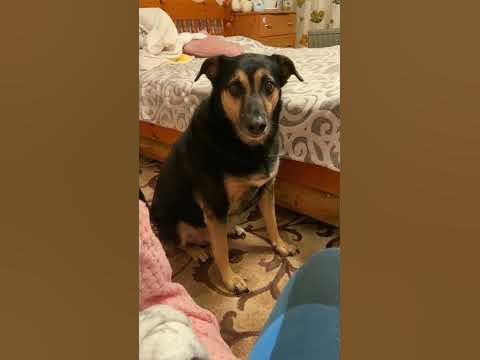 Люся обиделась 😍 #собака #любовь #собаки #мояжизнь - YouTube