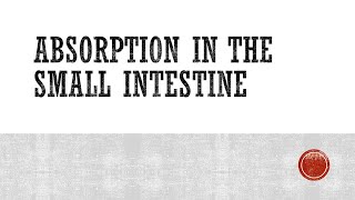 Absorption in the small intestine