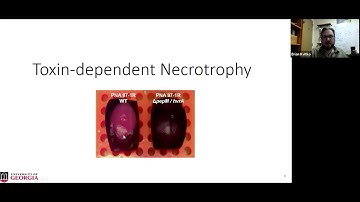 Brian Kvitko: Cats and Dogs: A new paradigm for bacterial plant necrotrophs