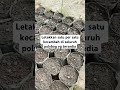 Menyemai bibit unggul DxP Topaz 3 #sawit #bibitunggul #shorts