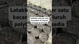 Menyemai bibit unggul DxP Topaz 3 #sawit #bibitunggul #shorts