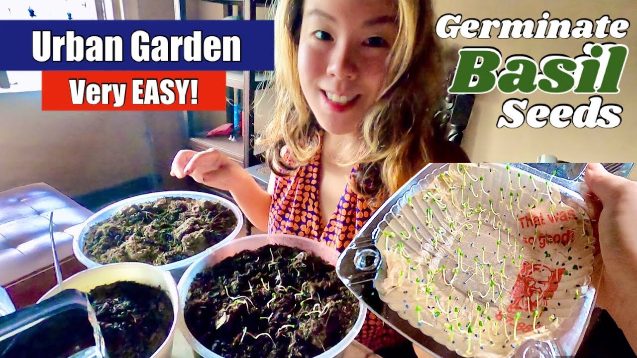 How to Grow and Germinate Basil Seeds at Home Urban Gardening Ideas Germinating Basil Seeds