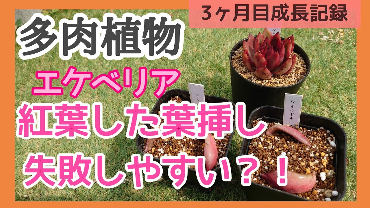多肉植物 51 紅葉した葉挿しの成長記録 22年3月 Youtube 多肉植物 51 紅葉した葉挿しの成長記録 22年3月 Youtube