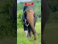 Tourist Shocked by Elephant Greeting 🐘🤝 #TravelShorts
