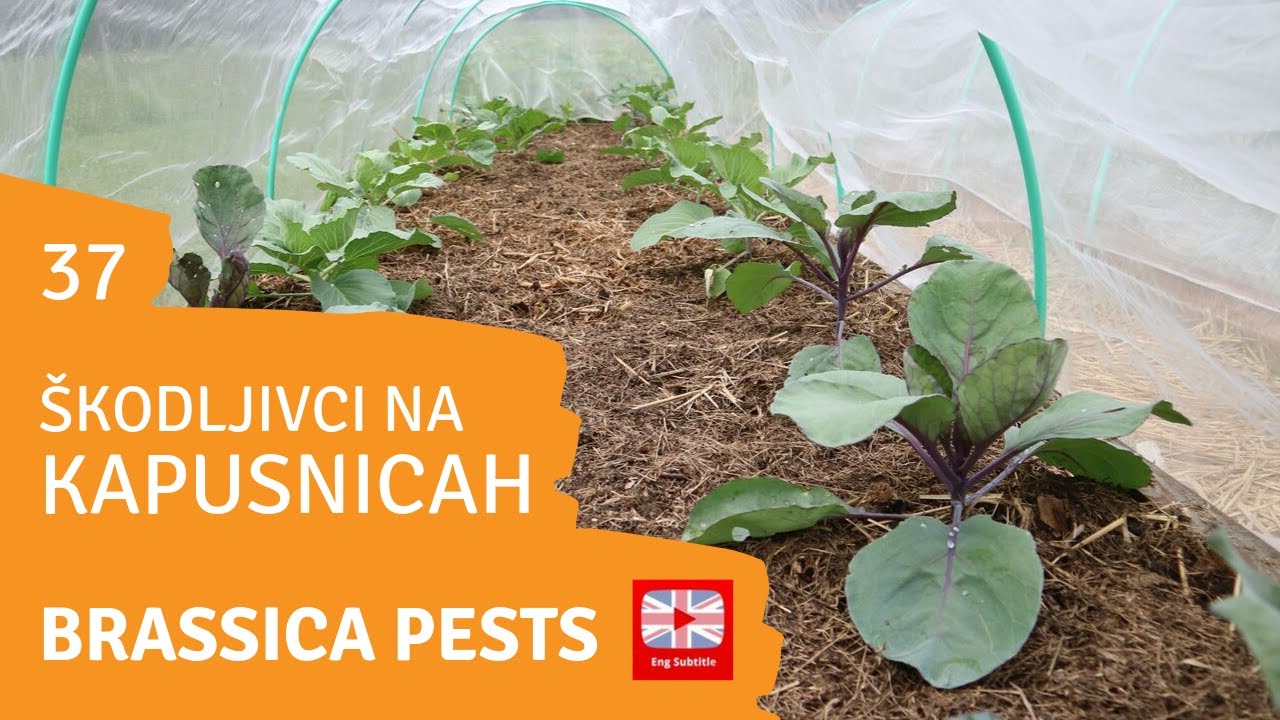 Škodljivci na kapusnicah in praktične sonaravne rešitve - Vrt Obilja EP37