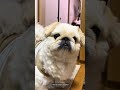 ããåŸ
ã¡ð©ð»\ Special thank you /TikTok @moff_wheather #ããããŒãº #ç¬ã®ããæ®ãã #Pekinese