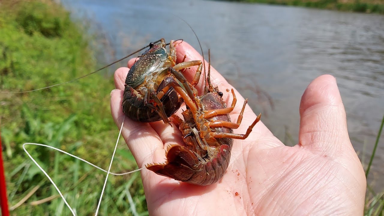 巨大ザリガニを丸ごと釣り餌にしたら。あやぁぁ～～～! - MaxresDefault