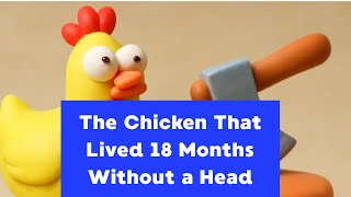 The Chicken That Lived 18 Months Without a Head