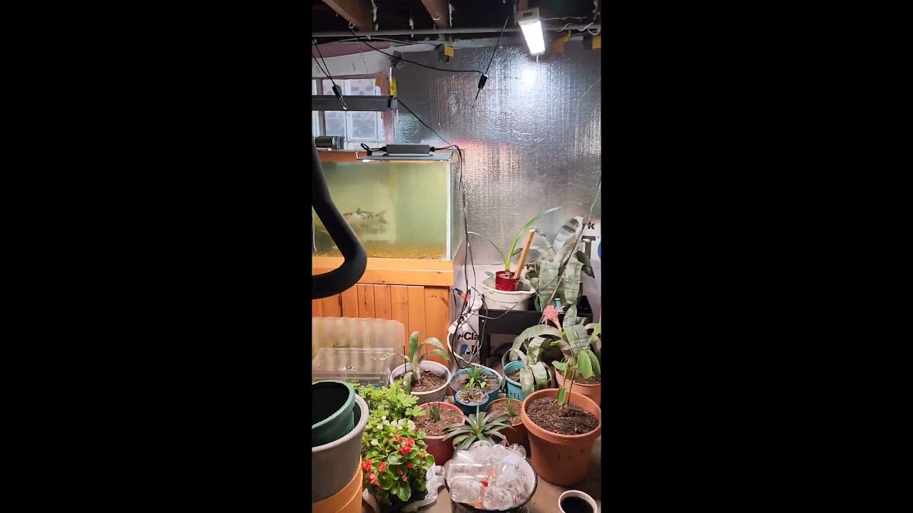 solar panels running grow light