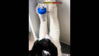 Cats Can't Be Smart ☠️ #troll #animals #trolledit #usa #fyp