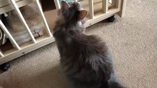 ベビーベッドの下に入り込む猫 ノルウェージャンフォレストキャット Cat under the crib.Norwegian Forest Cat.