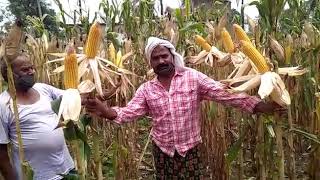 Dekalb 9165 - सबस जयद उपज