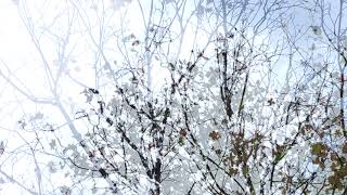 As The Leaves Fall By Fiona Brice Bigo & Twigetti Records