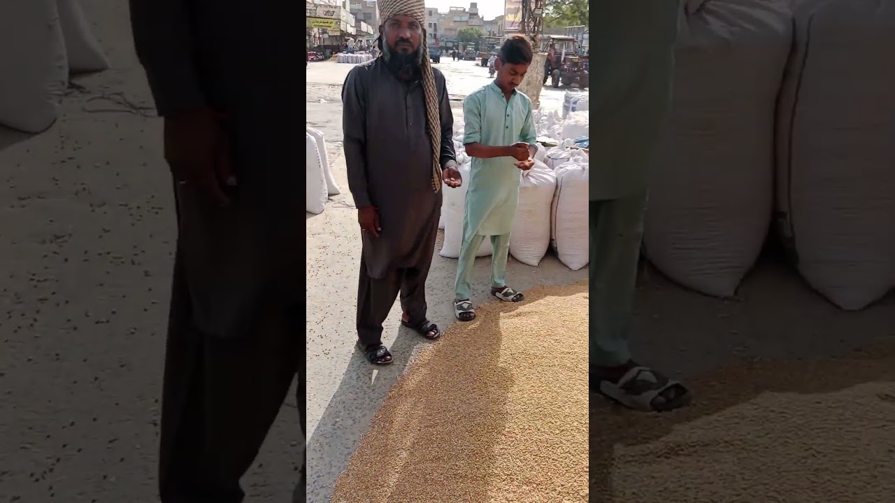 Today Wheat price in Punjab 2025