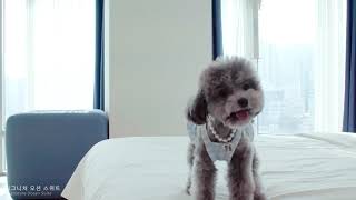 부산 광안리 오션 더 포인트 호텔 | 호텔구경(Hotel tour)