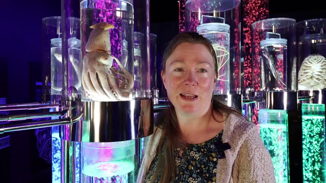 The NOC's Cock-eyed Squid Specimen at National Maritime Museum Cornwall