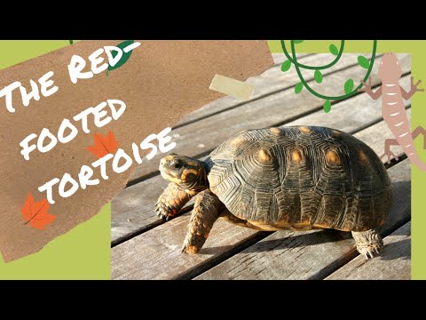 Video: Lager rødfodede skildpadder?