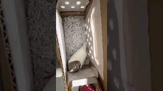 New Meuleman Pigeon