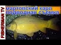 Мартовский карп + подводная съёмка