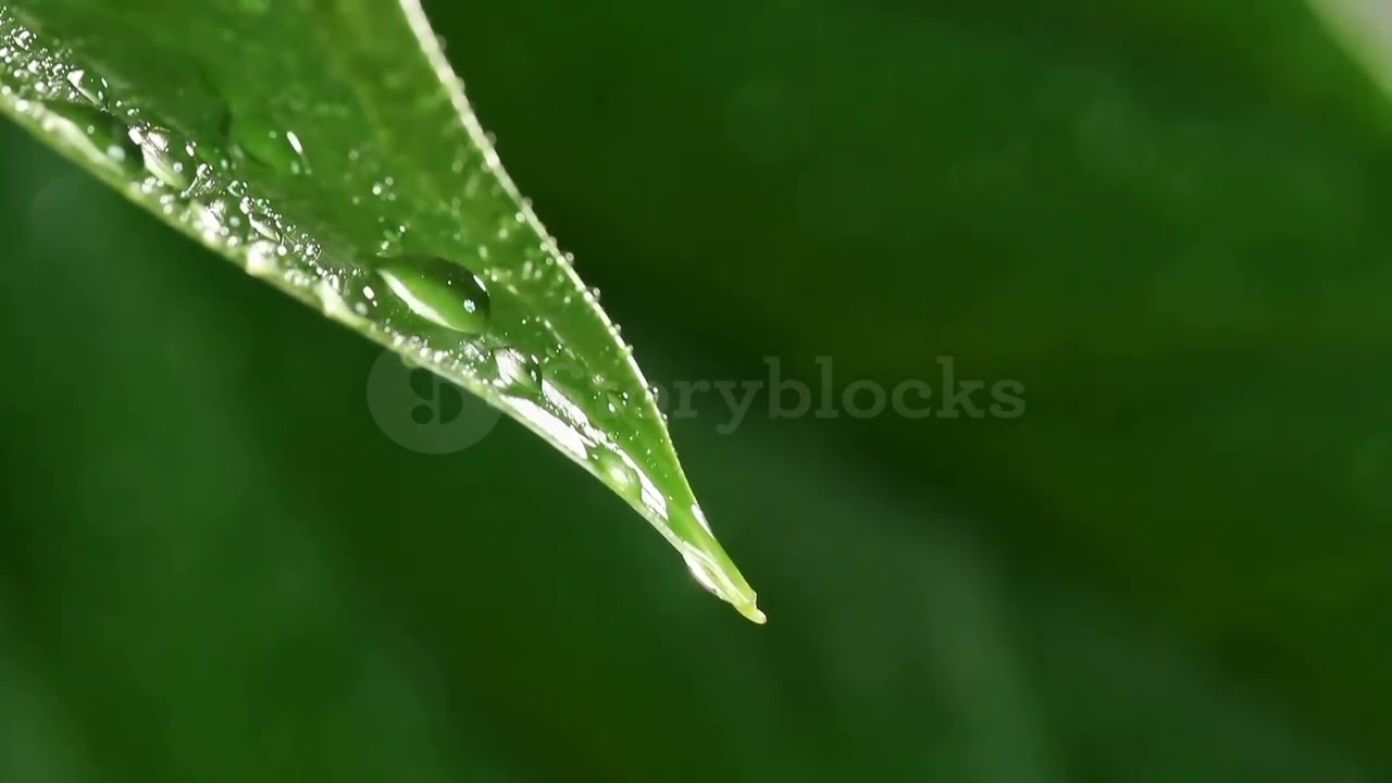 Lush green leaf wet with rain drops in the forest