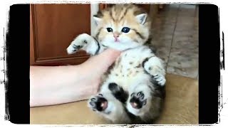 Милые Котики И Котята | Sweet Cats And Kittens #606