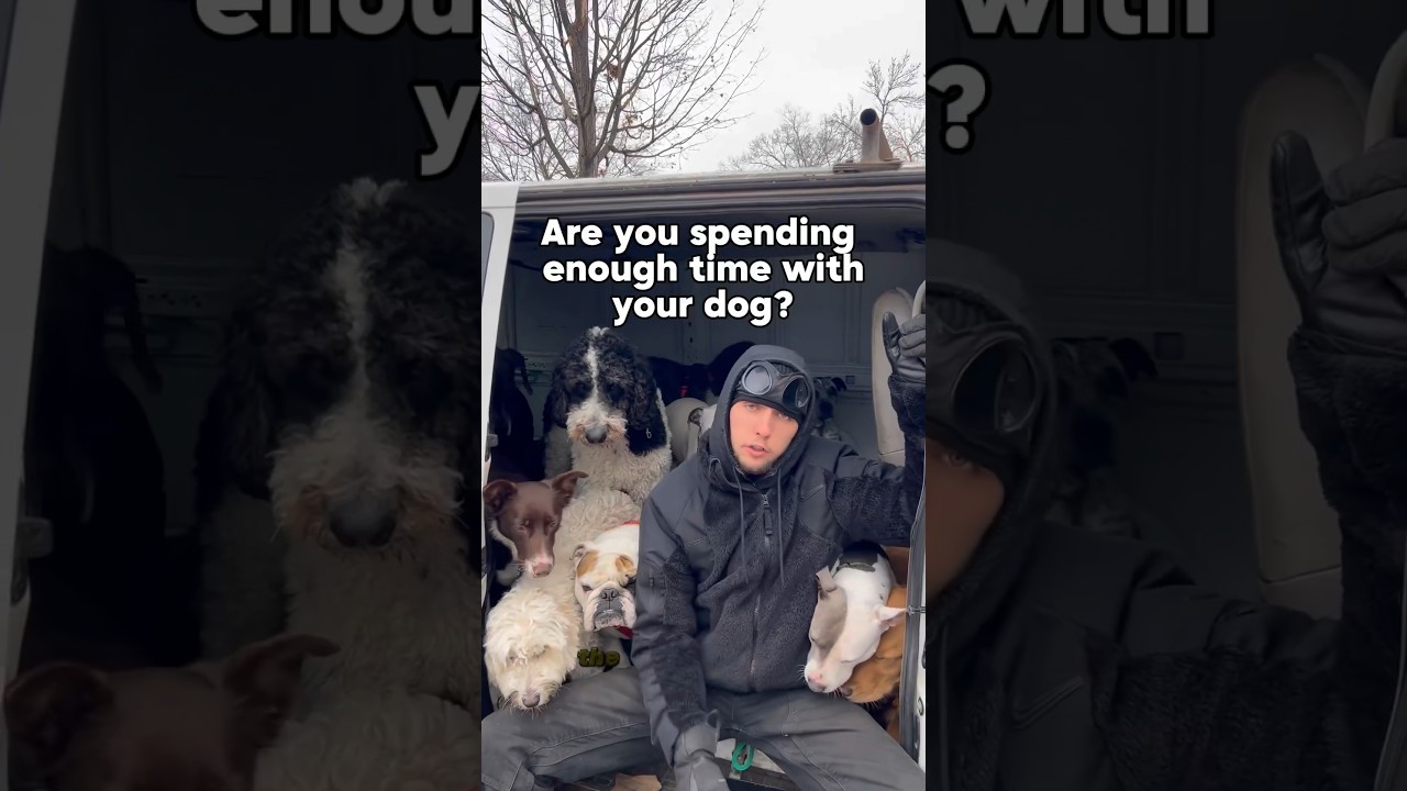 Spending time with your dog. Dog training with pack leader. Advanced obedience training. 