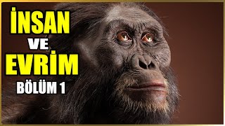 Kuyruksuz Kardeşler İnsanın Maymunlarla Ortak Evrimsel Kökeni Belgeseli Bölüm 1